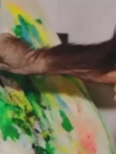 Exposición de cuadros de chimpancés