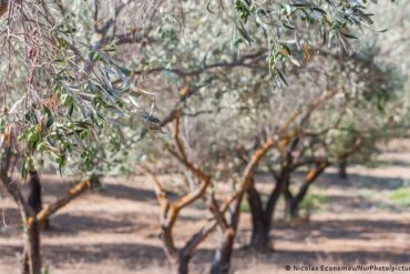 Aceite
