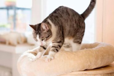 gato