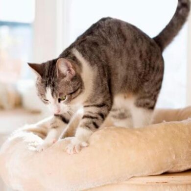 gato