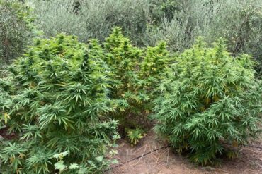 Marihuana