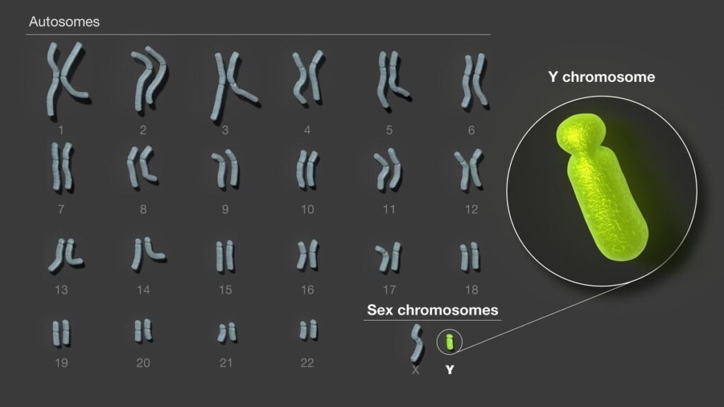 Cromosoma