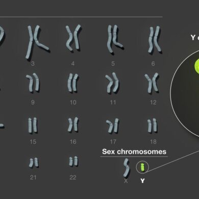 Cromosoma