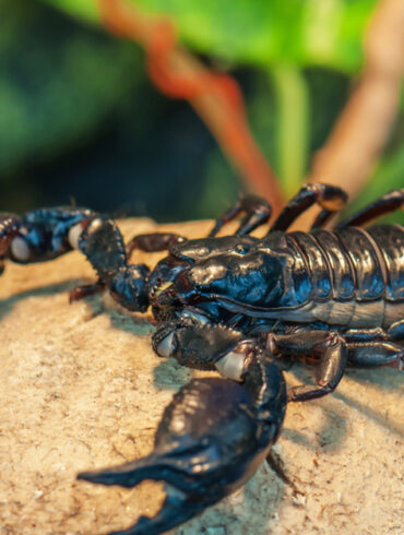 ALACRANES
