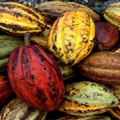 CACAO