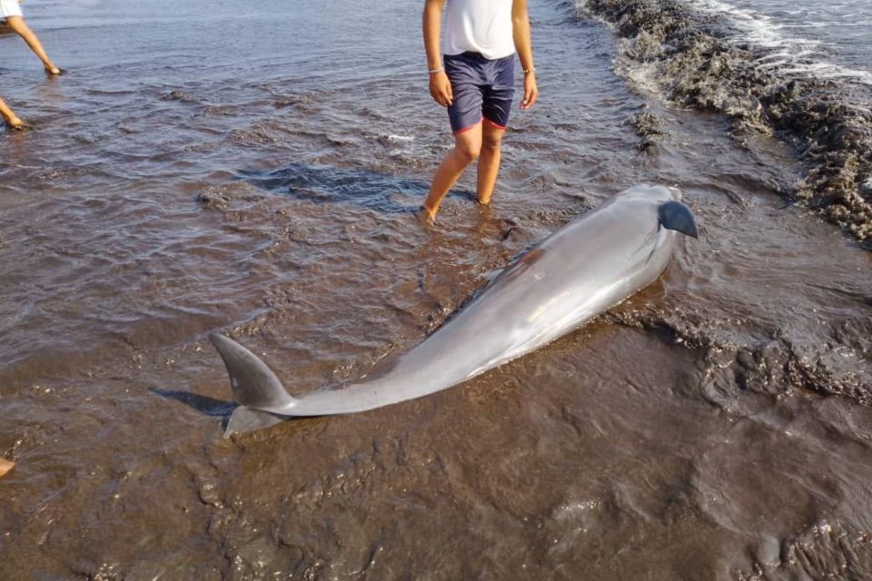 delfines